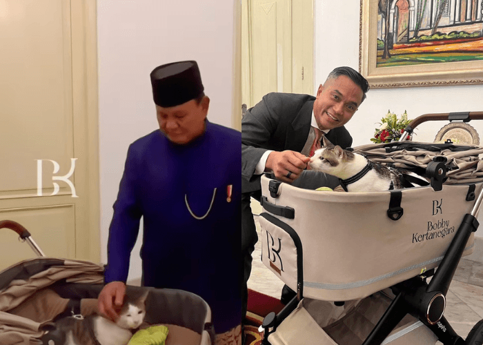 Bikin Salah Fokus, Kucing Bobby Kertanegara Resmi Ikut Presiden Prabowo Subianto ke Istana Menggunakan Stroller Khusus!