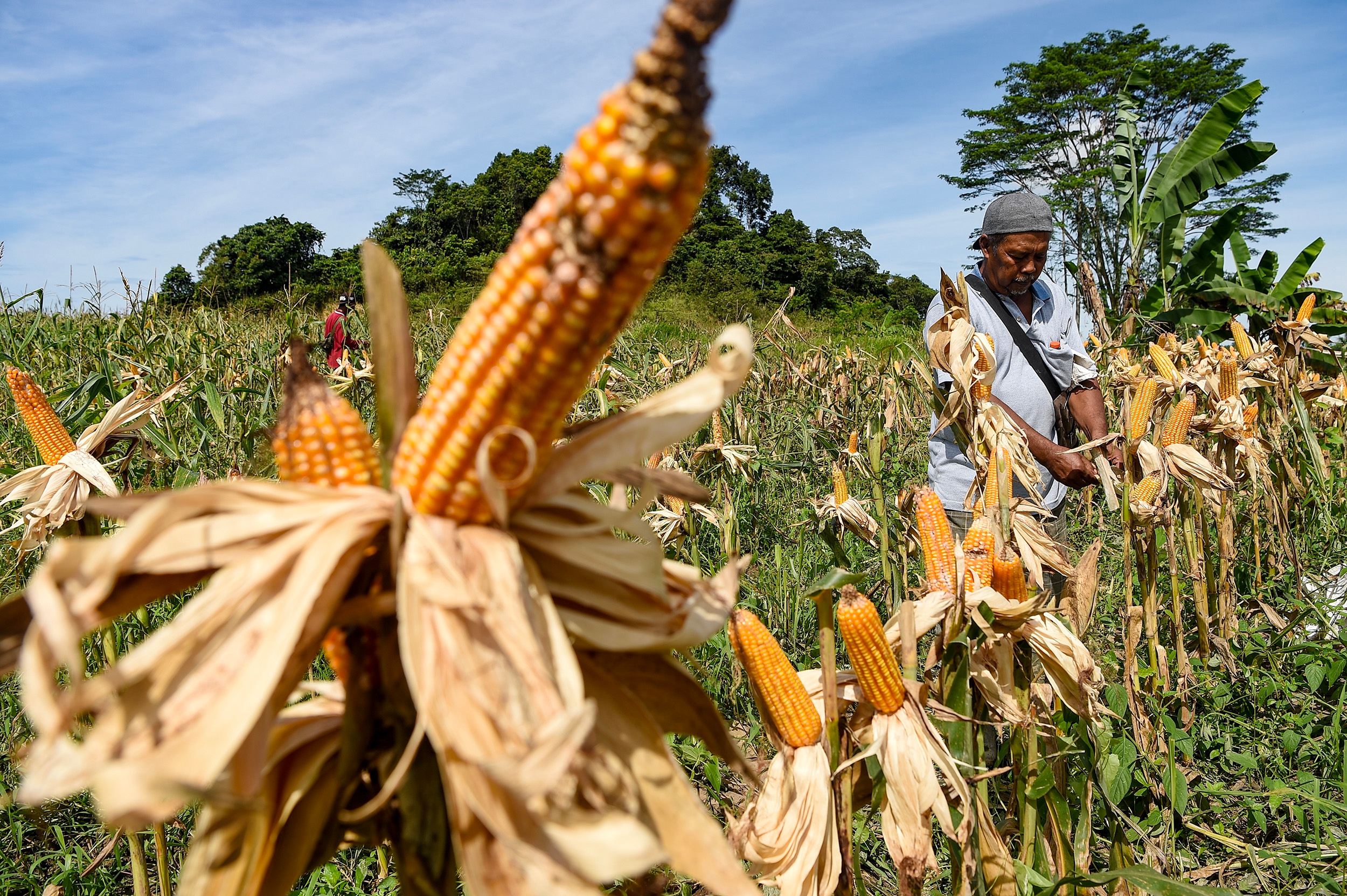 Sinergi Mentan dan Kapolri Wujudkan Swasembada Jagung