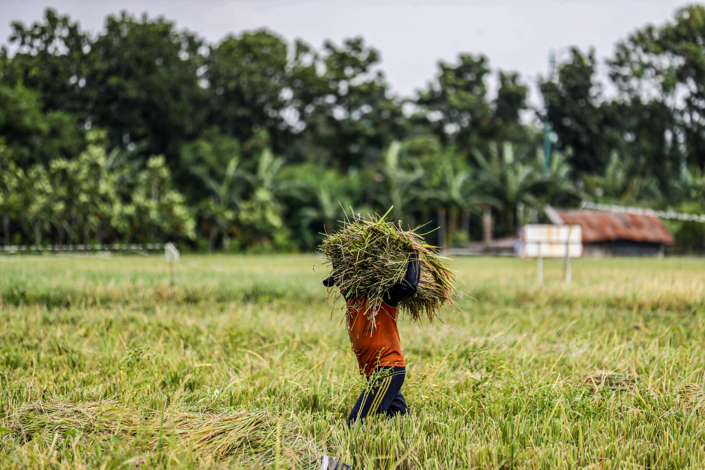 Mentan Kunjungi Petani di Bekasi
