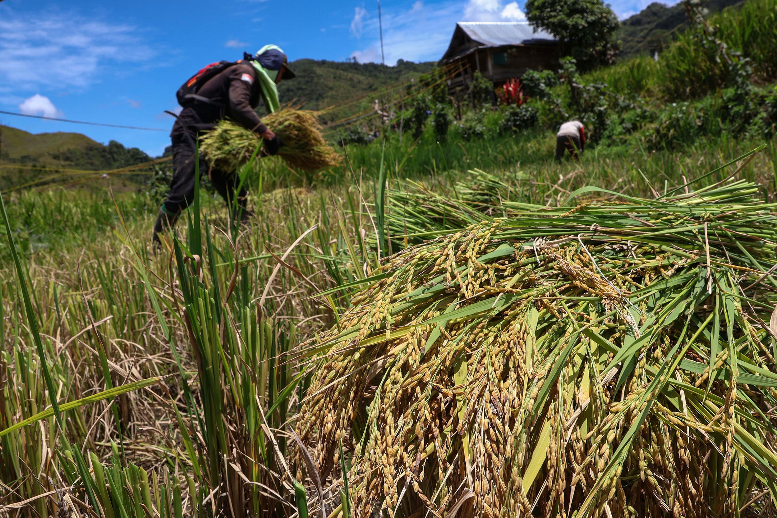 Bapanas Optimis Swasembada Pangan, Kesejahteraan Petani Jadi Fokus Utama