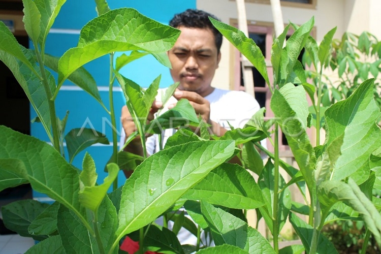 5 Cara Mengobati Diabetes dengan Daun Insulin yang Wajib Kamu Coba