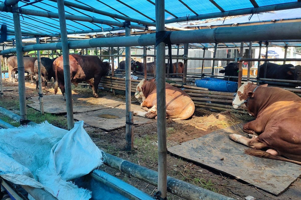 Pasokan Sapi Bali Tersendat, Penjual Kurban di Ciracas Hadapi Kendala Jelang Idul Adha