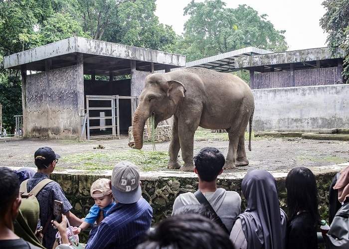 Taman Margasatwa Ragunan Dikunjungi 44 Ribu Orang Saat Libur Waisak