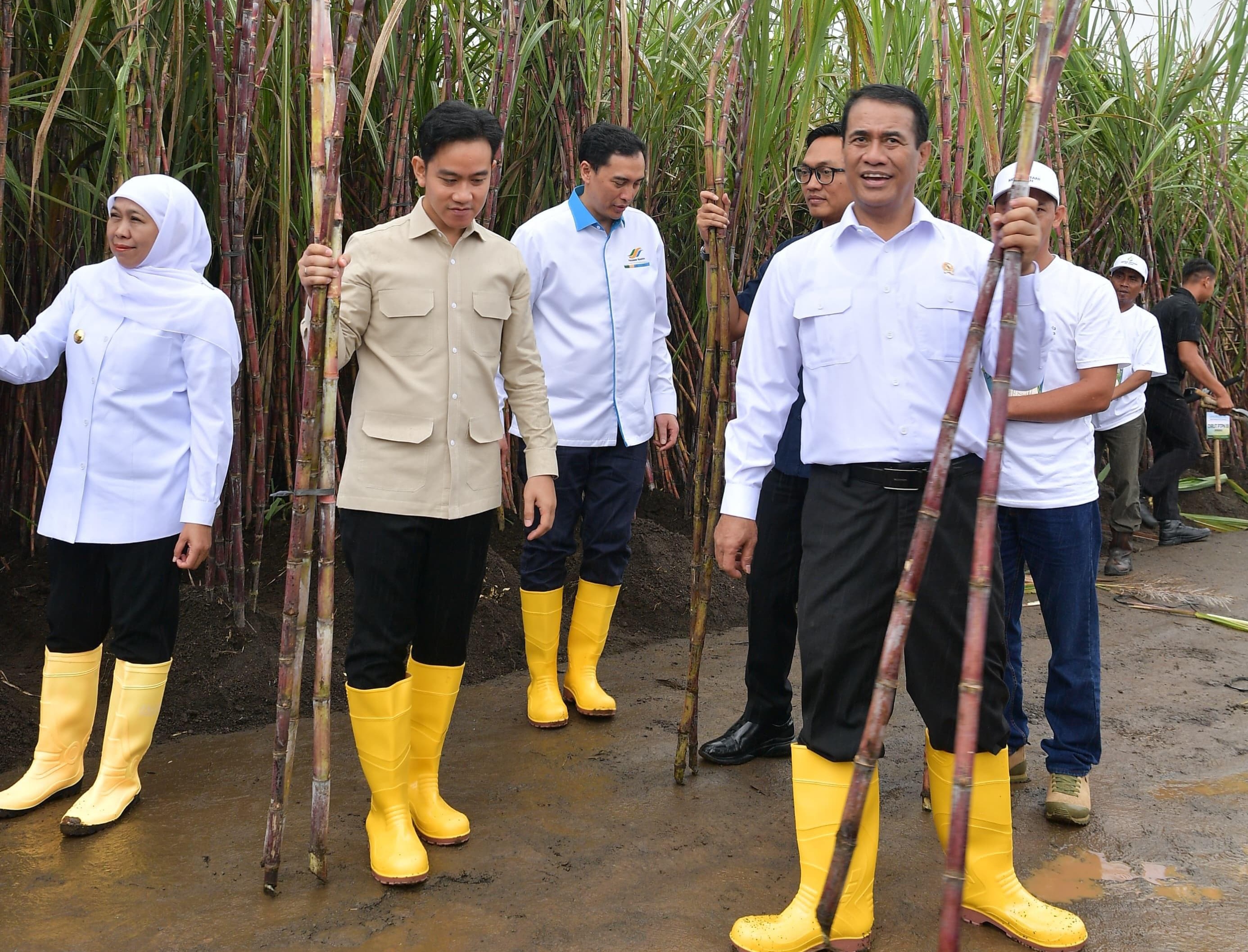 Wapres Tinjau Panen Raya Tebu dan Program Swasembada Gula di Banyuwangi