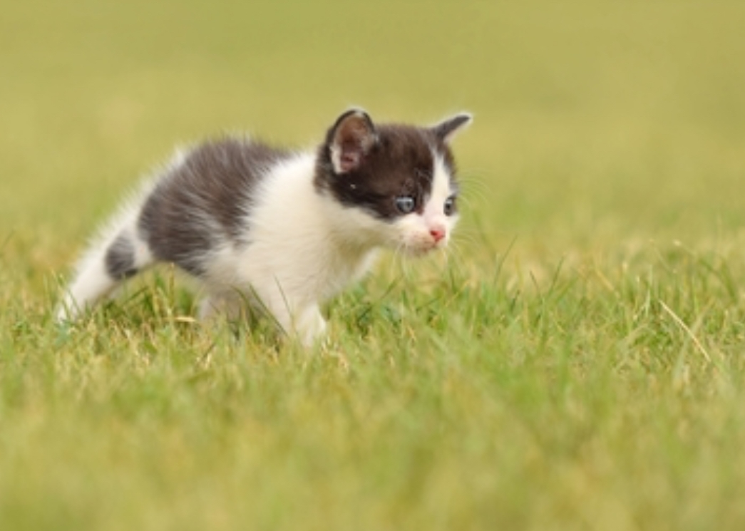5 Kucing Terkecil di Dunia, Nomor 3 Bikin Gemas Banget!