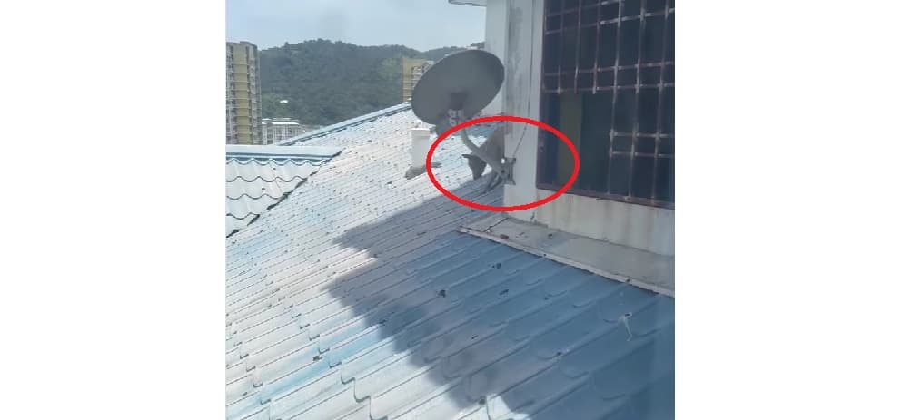 Heboh Operasi Besar-besaran Penyelamatan Anjing di Atap Apartemen, Akhirnya Tidak Happy Ending