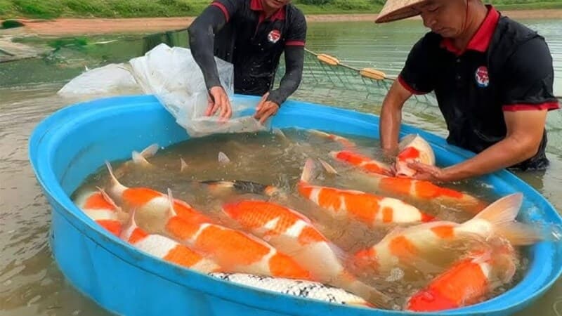 Cara Membuat Kolam Ikan Koi yang Ideal agar Sehat dan Cepat Besar