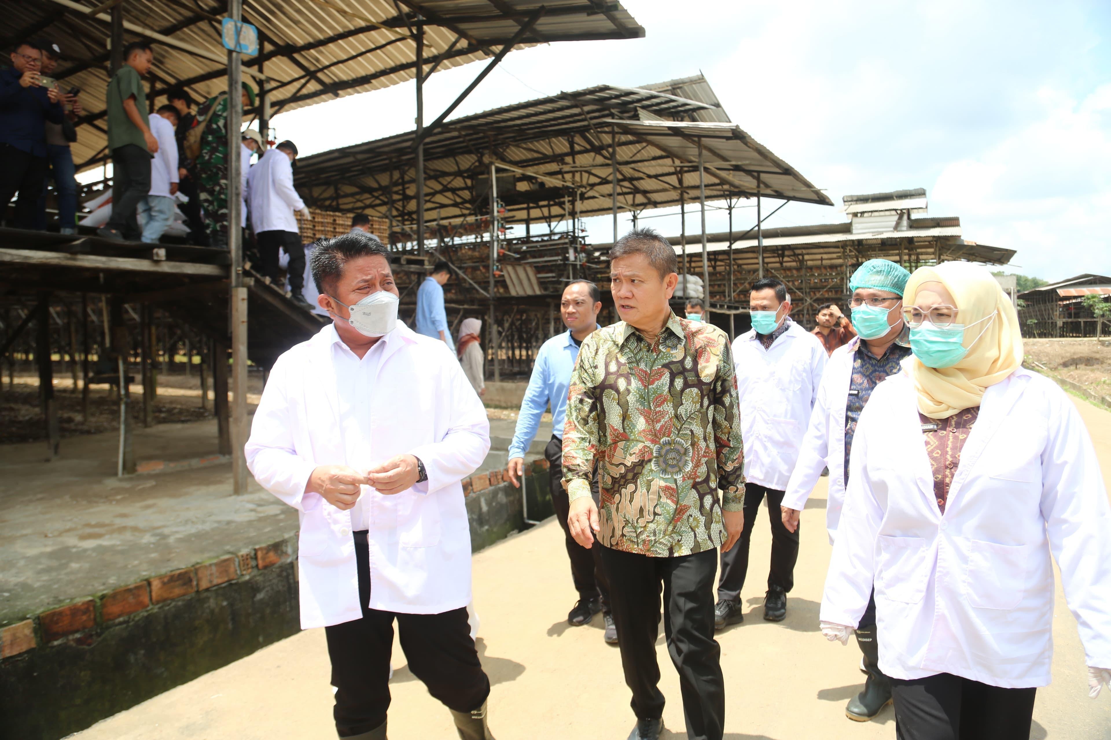 Banyuasin Jadi Role Model Peternakan Modern, Herman Deru Dorong Transformasi Industri Unggas