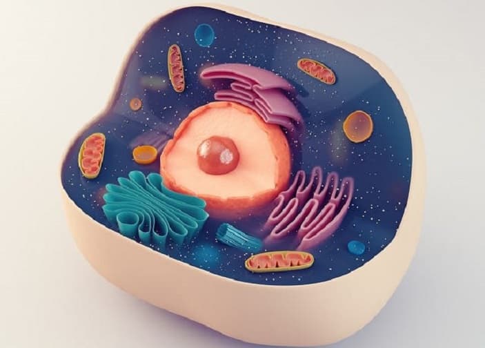 Perbedaan Sel Prokariotik dan Eukariotik