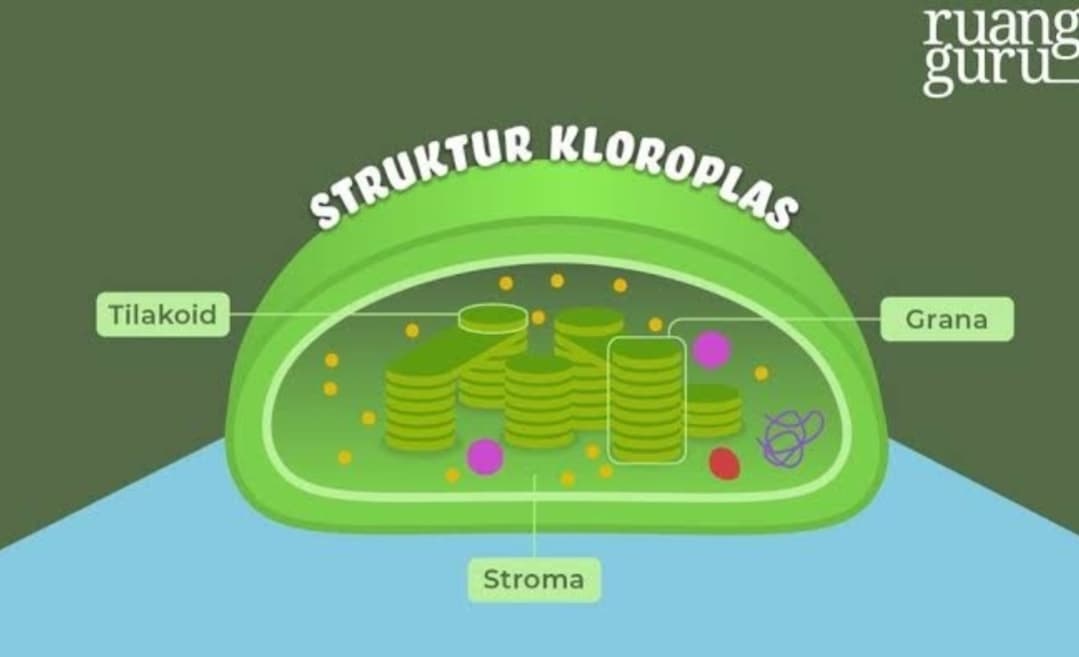 Fungsi Kloroplas dan Bagaimana Strukturnya