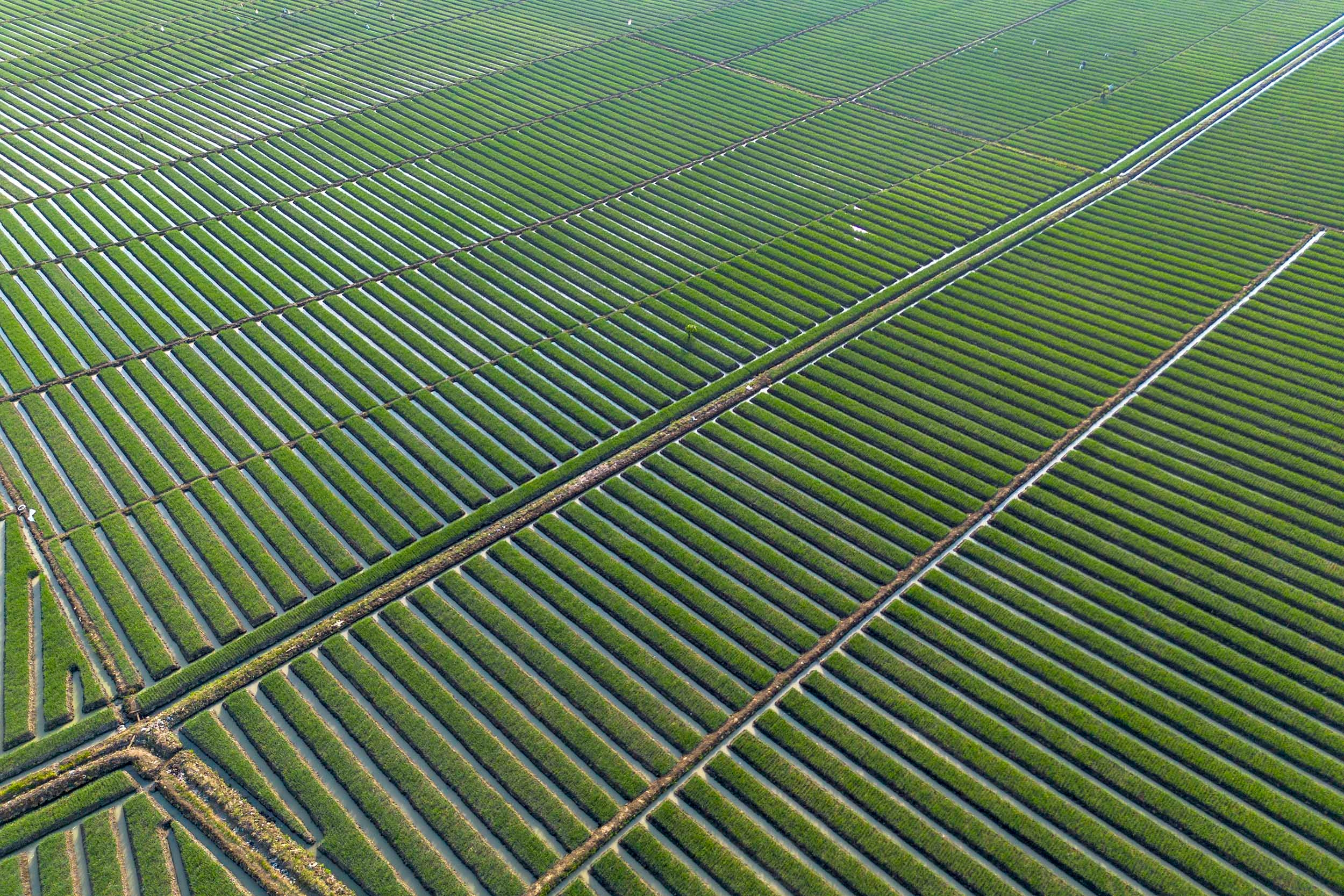 Krisis Regenerasi Petani Jadi Ancaman Nyata bagi Ketahanan Pangan Nasional