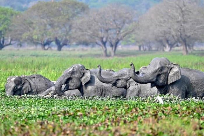 Populasi Gajah Liar India Turun 25 Persen, Habitat Kian Terancam