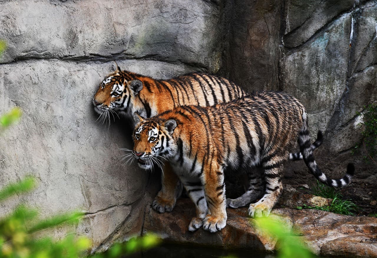 Harimau Malaya di Ambang Punah, Populasi Tersisa Kurang dari 150 Ekor