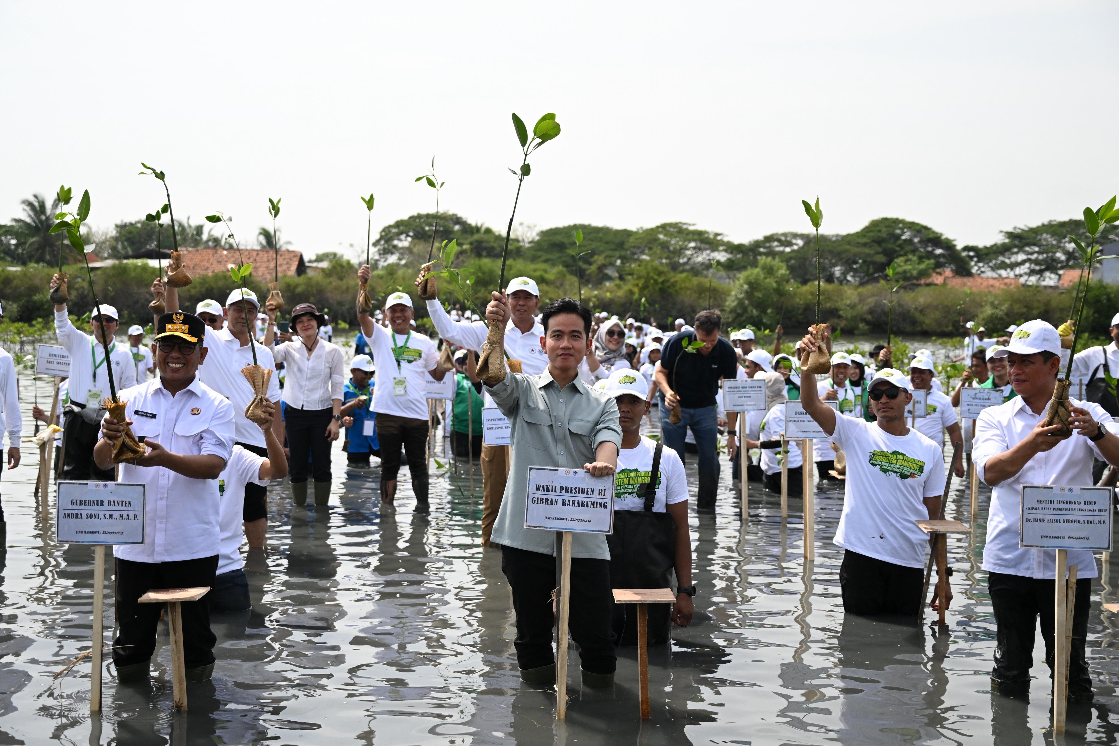 Perkuat Ekosistem Pesisir, Gibran Tekankan Pentingnya Rehabilitasi Mangrove
