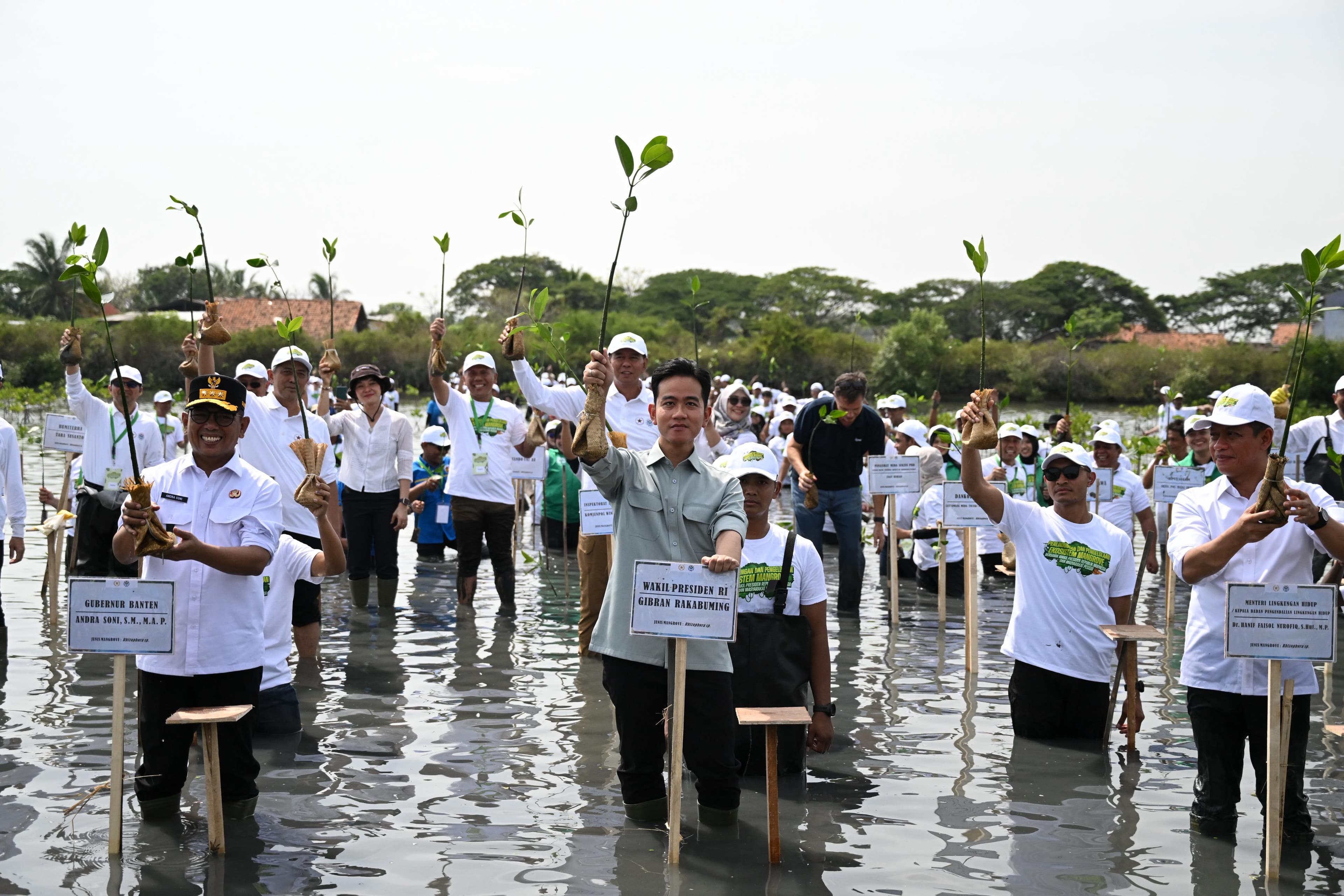 Perkuat Ekosistem Pesisir, Gibran Tekankan Pentingnya Rehabilitasi Mangrove