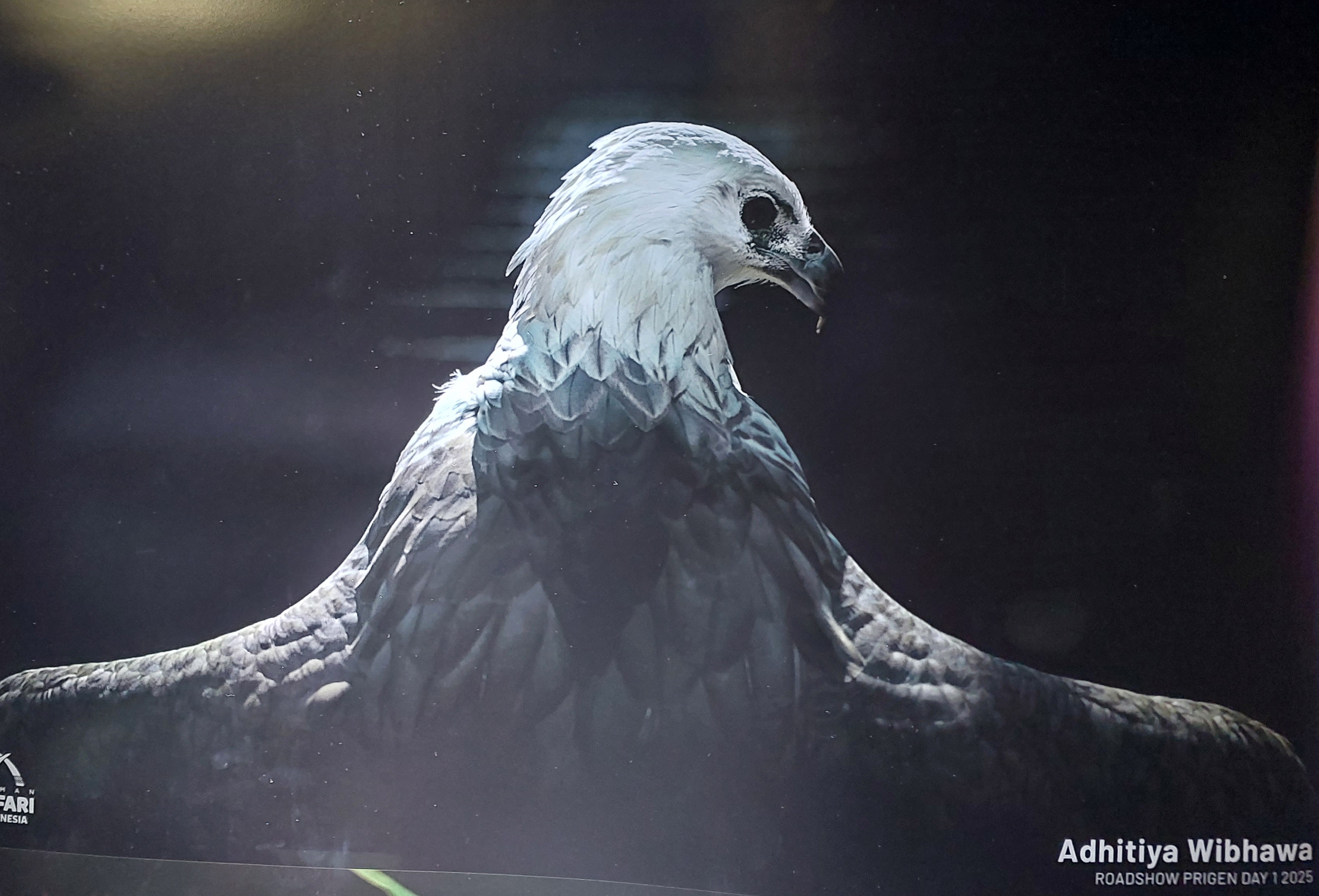 Taman Safari Nobatkan Adhitiya Wibhawa Jadi Jawara International Animal Photo & Video Competition 2025