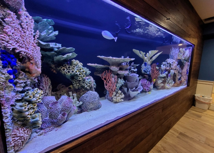 Kenapa Ikan Tiba-Tiba Mati Setelah Ganti Air? Ini Penyebabnya