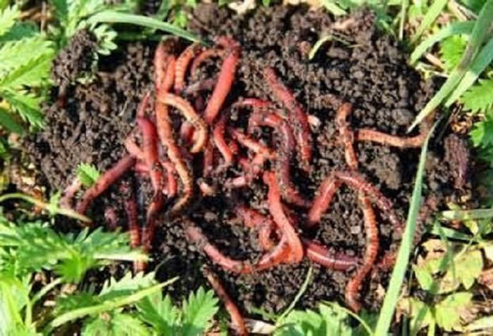 Manfaat Cacing Tanah bagi Lingkungan: Penyubur Alami yang Sering Diremehkan