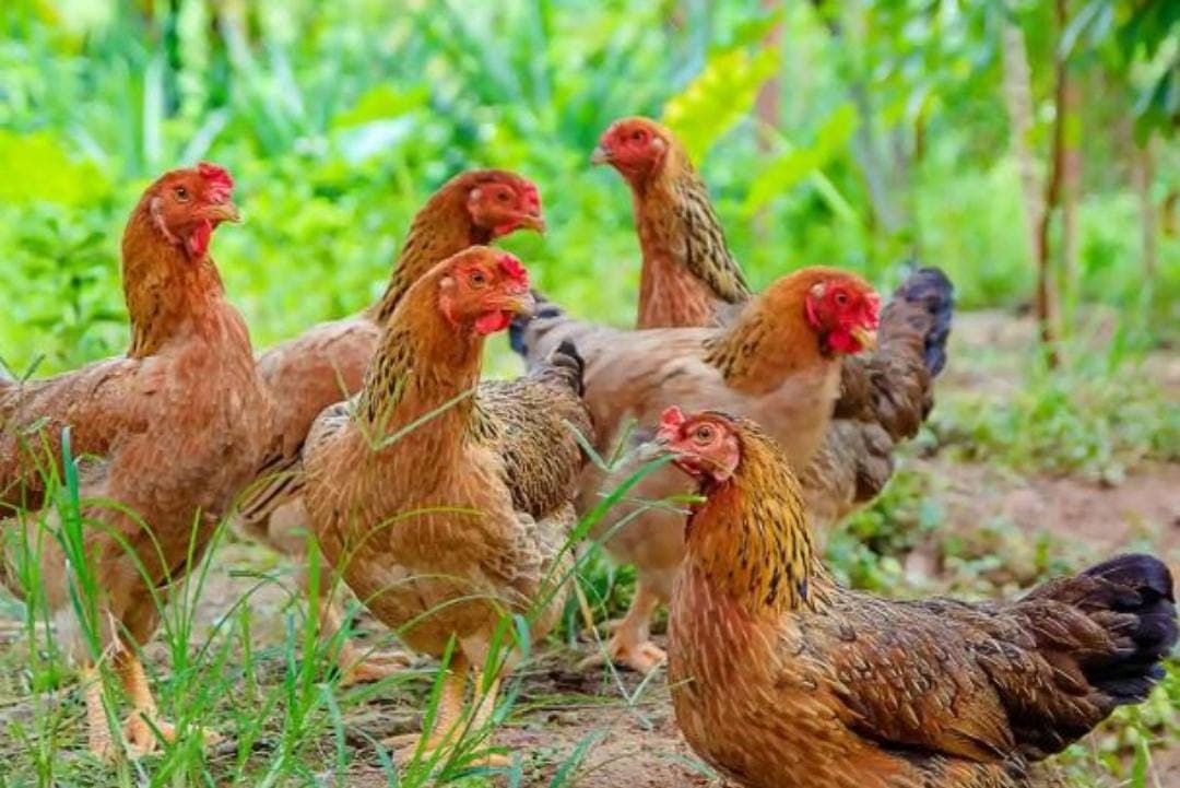 Cara Meningkatkan Kualitas Pakan Ayam Kampung