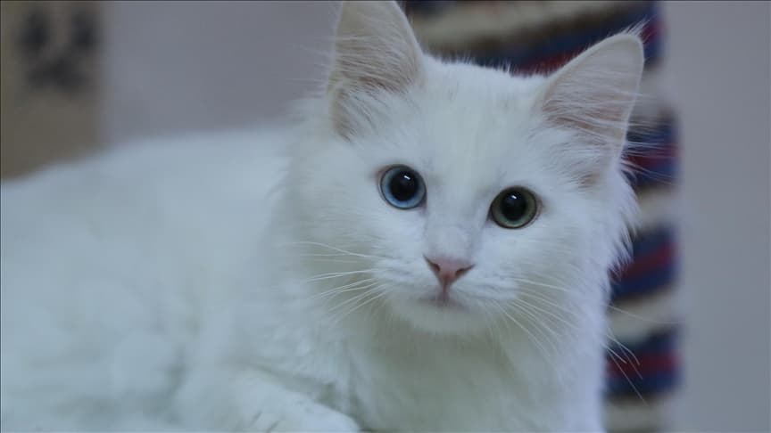 Turki Gencar Lakukan Pelestarian Kucing Van, Ras Langka yang Dikenal Ramah dan Bermata Unik