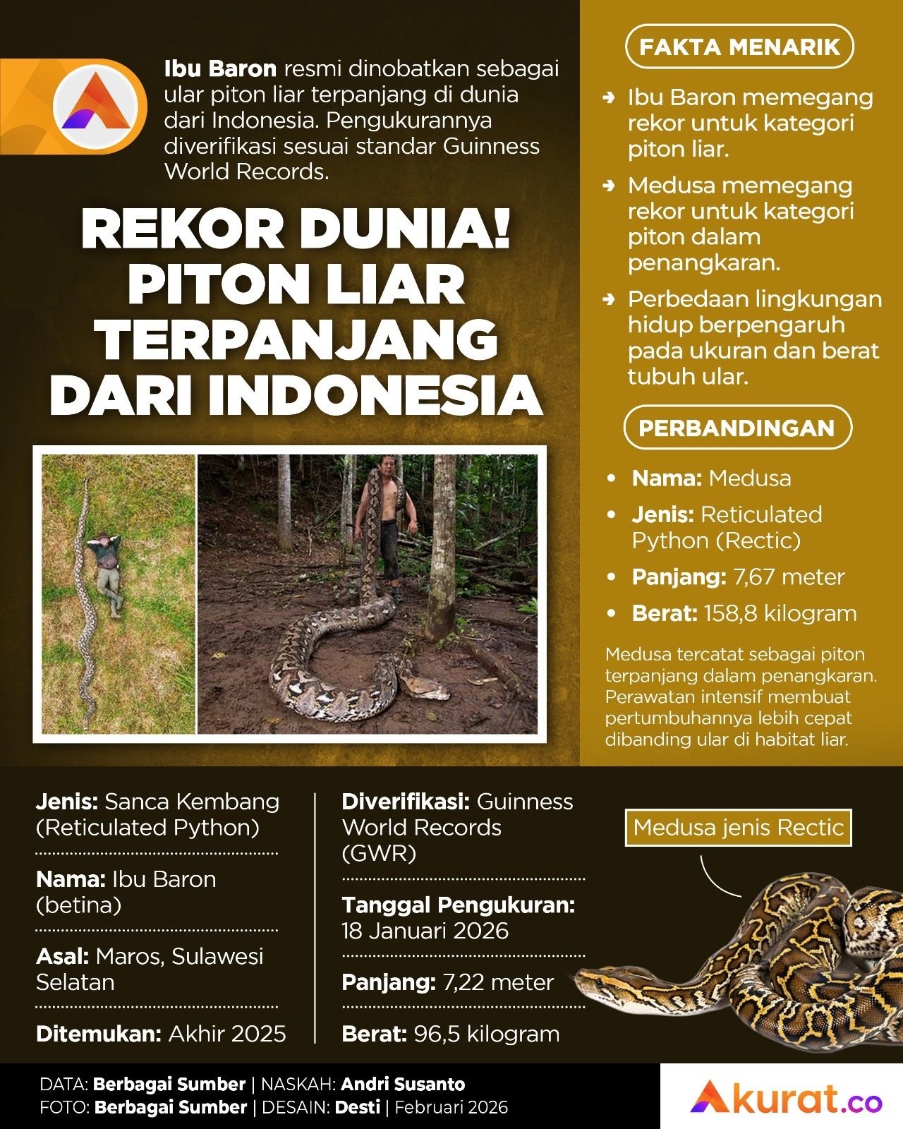 Rekor Dunia! Piton Liar Terpanjang dari Indonesia