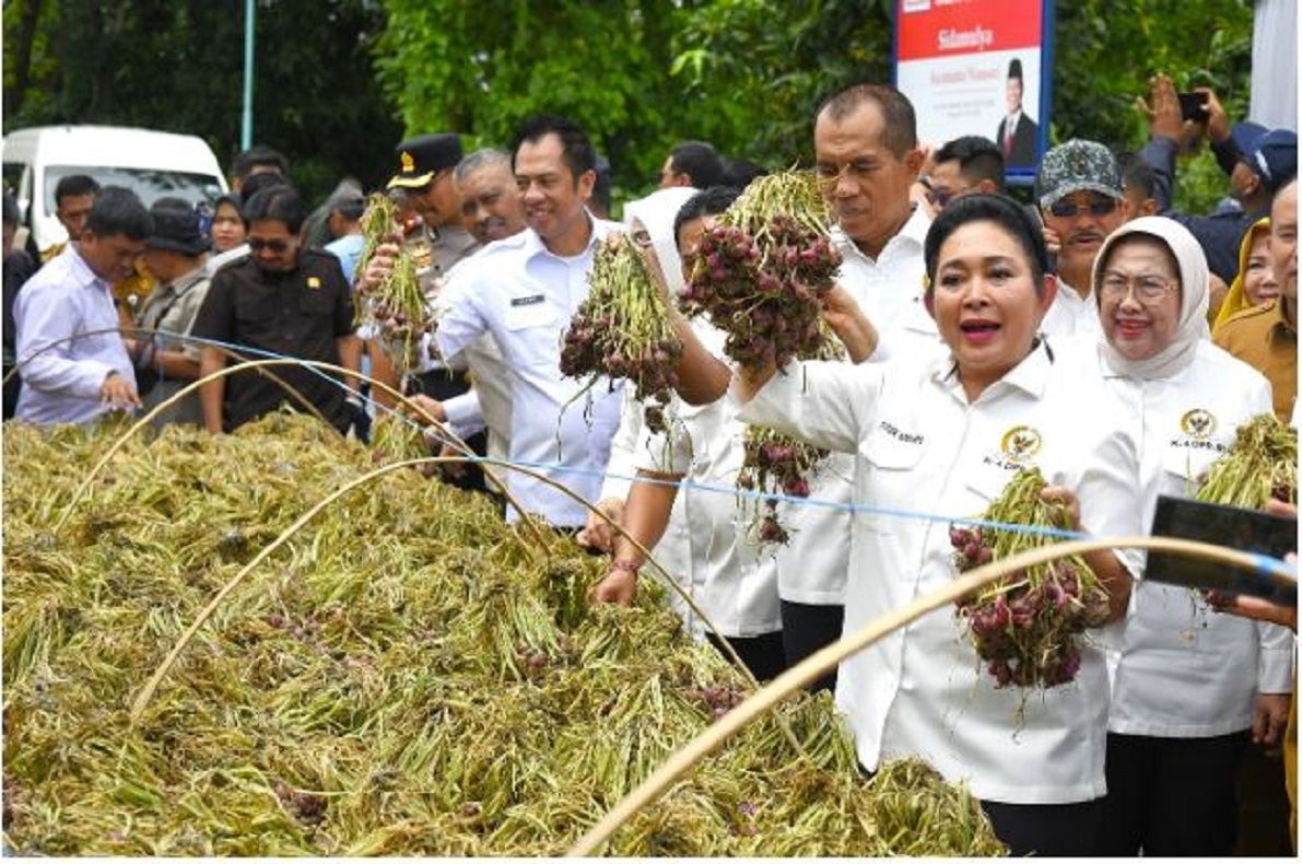 Komisi IV DPR Apresiasi Produksi Bawang Merah Brebes Tembus Pasar Internasional