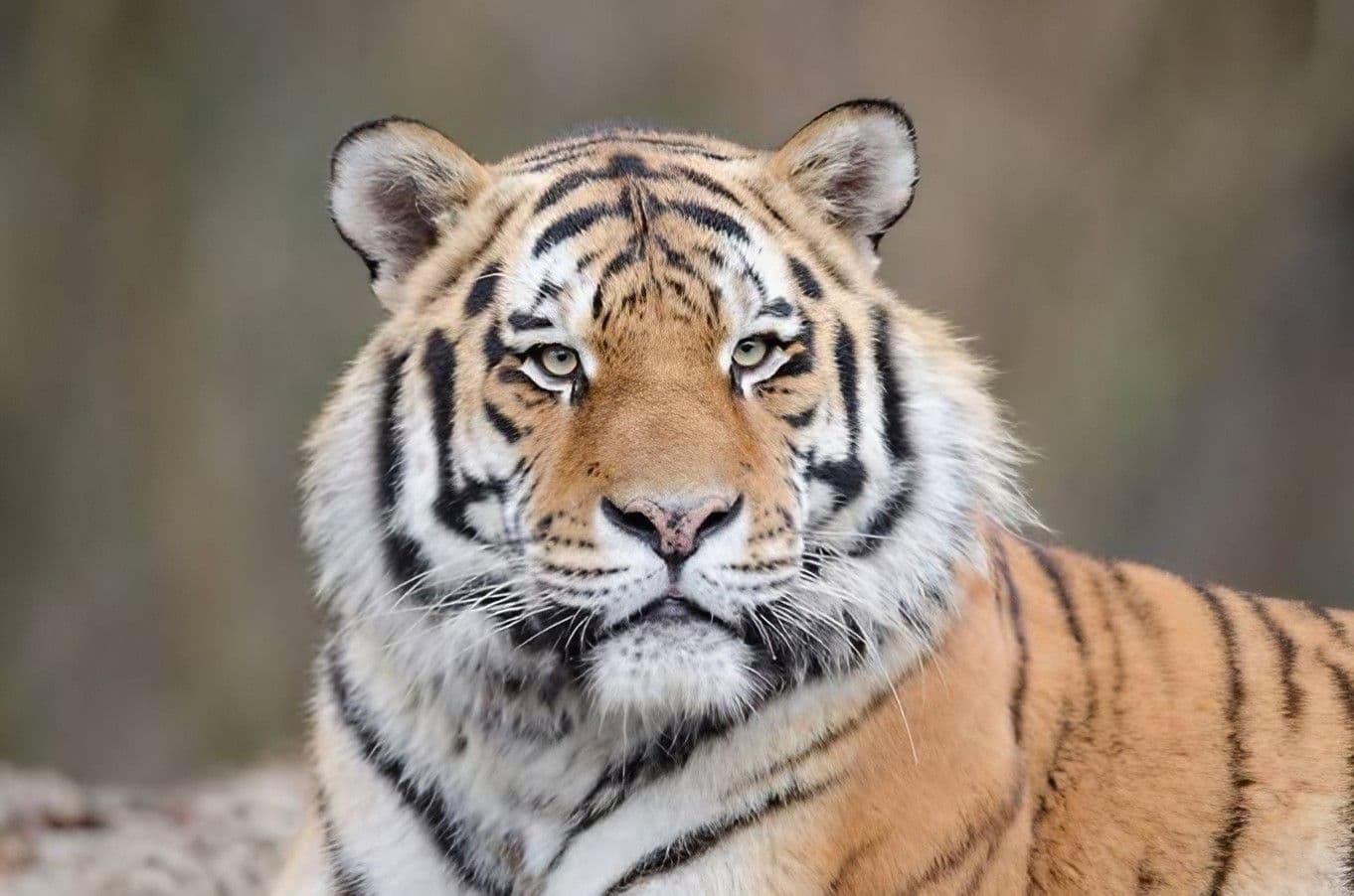 Virus Mematikan Tewaskan Puluhan Harimau di Taman Satwa Thailand