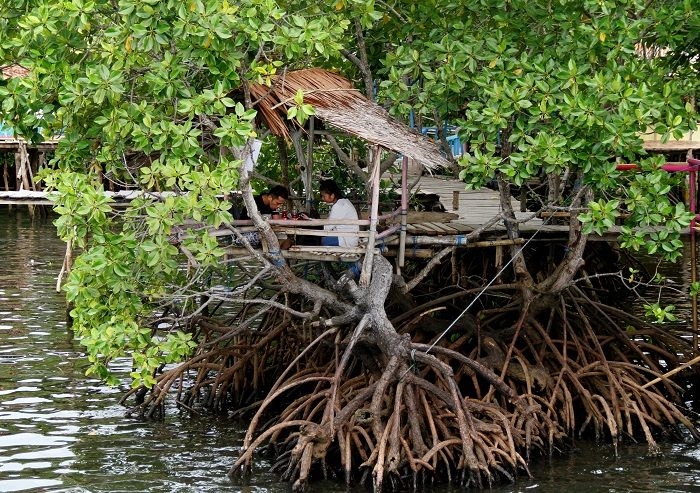 Kendari Lestarikan Hutan Mangrove sebagai Laboratorium Alam