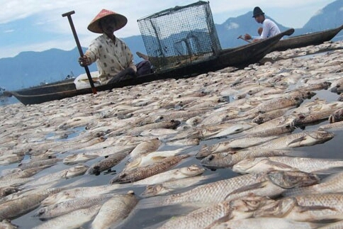 Ratusan Ton Ikan Mati Bikin Petani Rugi Jutaan Rupiah