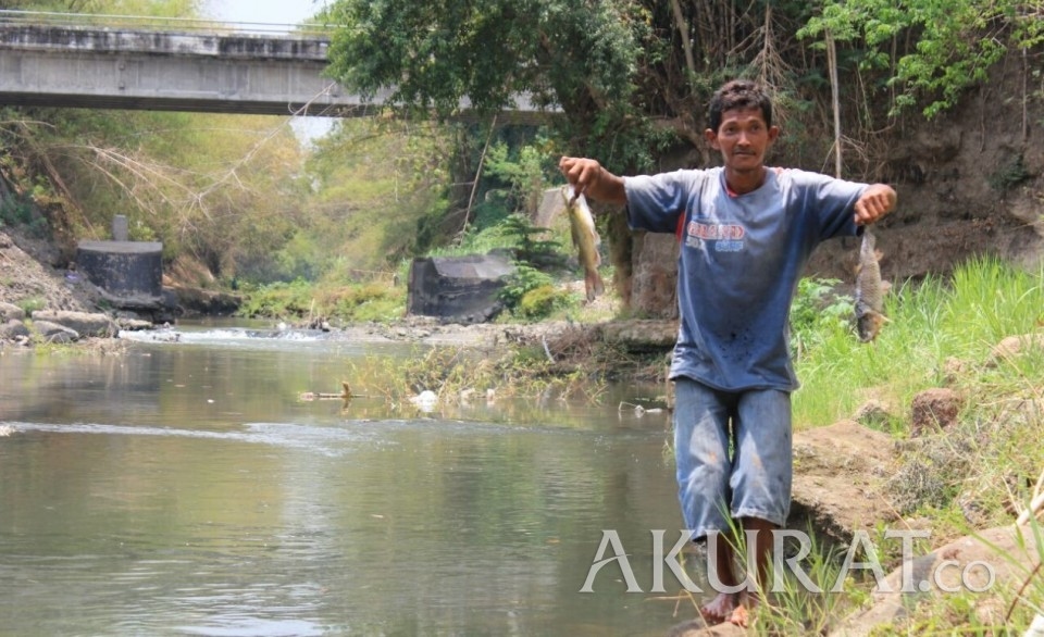 Diduga Tercemar, Ribuan Ikan Mati
