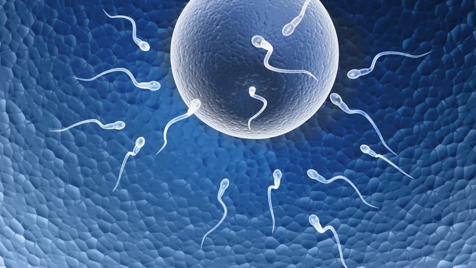 Jumlah Sperma Menurun, Klinik Fertilitas Dibanjiri Pasutri