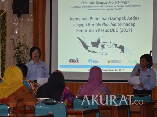 Populasi Nyamuk Ber-Wolbachia di Yogya Capai 80 Persen