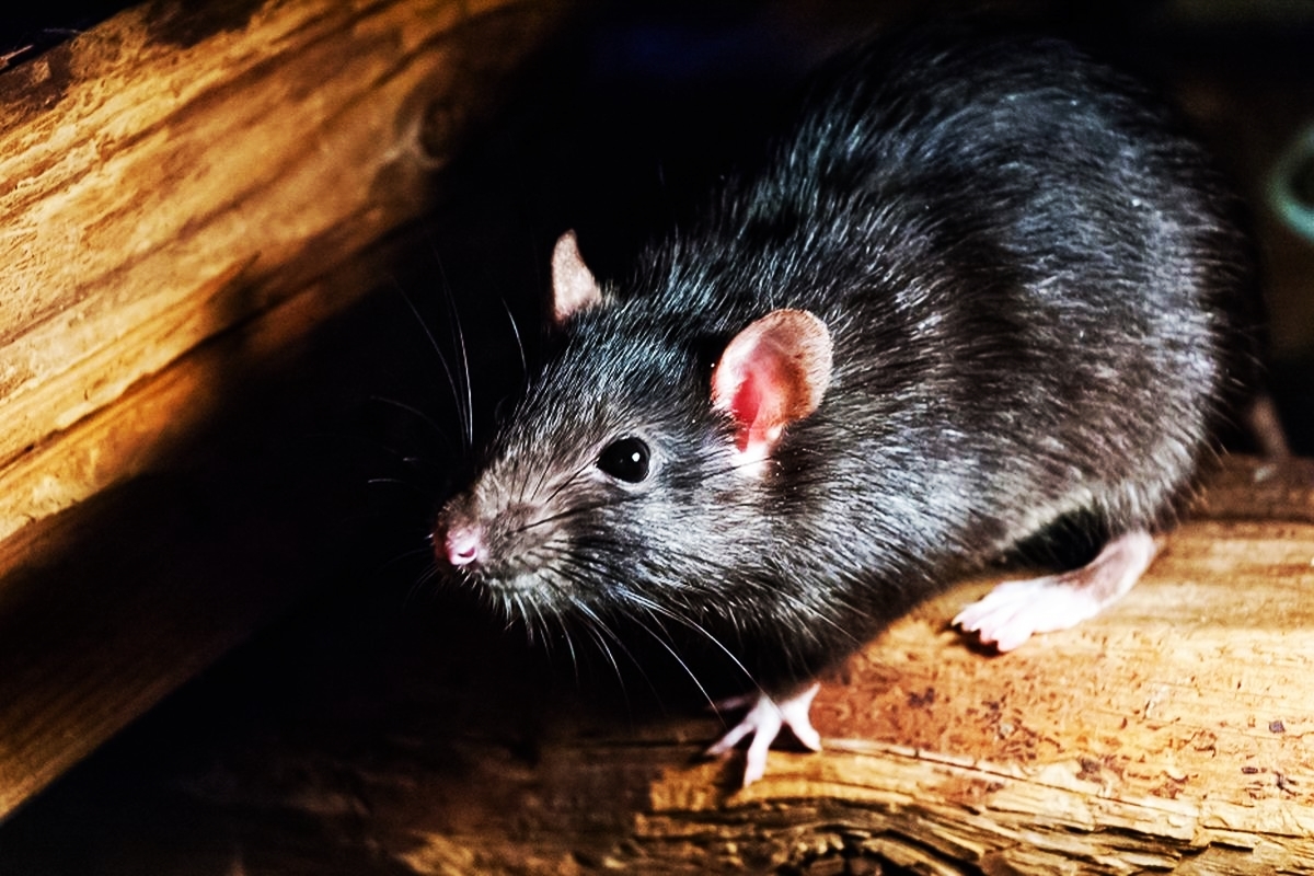 Kenapa Tikus Muncul Saat Musim Hujan